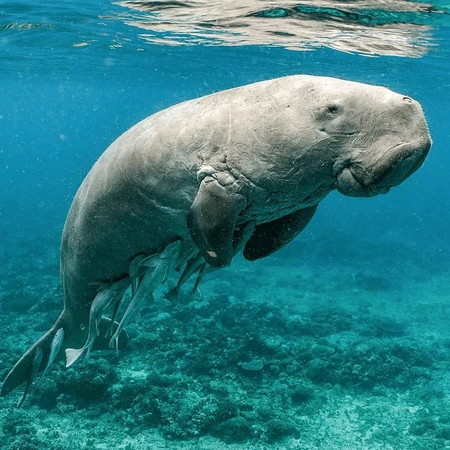 Dugongo1 1