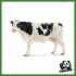 FARM - MUCCA HOLSTEIN