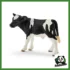 FARM - VITELLO HOLSTEIN