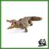 WILD - COCCODRILLO