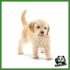 FARM - GOLDEN RETRIEVER CUCCIOLO
