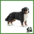 FARM - BOVARO BERNESE FEMMINA
