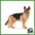 FARM - CANE DA PASTORE