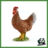 FARM - GALLINA