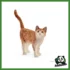 FARM - GATTO ROSSO