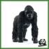 WILD - GORILLA FEMMINA