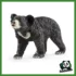 WILD - ORSO LABIATO