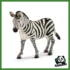 WILD - GIOVANE FEMMINA DI ZEBRA