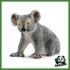 WILD - KOALA