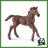 HORSE - PULEDRO PUROSANGUE INGLESE