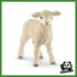 FARM - AGNELLO