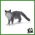 FARM - GATTO MAINE-COON
