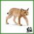 WILD - LINCE