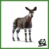 WILD - OKAPI