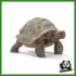 WILD - TARTARUGA GIGANTE