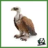 WILD - AVVOLTOIO