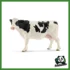 FARM - MUCCA HOLSTEIN