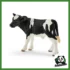 FARM - VITELLO HOLSTEIN