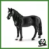 FARM - CASTRONE TENNESSEE WALKER