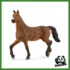 HORSE - GIUMENTA OLDENBURG