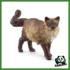FARM - GATTO RAGOLL