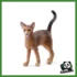 FARM - GATTO ABISSINO