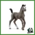HORSE - PULEDRO CHEVAL DE SELLE FRANCAIS