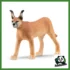 WILD - CARACAL FEMMINA