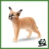 WILD - CUCCIOLO DI CARACAL