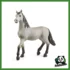 HORSE - PULEDRO DI PURA RAZZA SPAGNOLA
