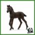 HORSE - PULEDRO FRISONE
