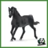 HORSE - STALLONE ARABO