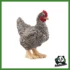 FARM - GALLINA PLYMOUTH ROCK