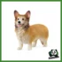 FARM - WELSH CORGI