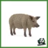 FARM - MAIALE MANGALICA