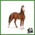 HORSE - GIUMENTA MARWARI