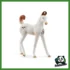 HORSE - PULEDRO MARWARI