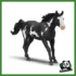 HORSE - CASTRONE PAINT HORSE