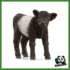 FARM - VITELLO GALLOWAY