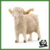 FARM - CAPRA D'ANGORA MASCHIO
