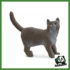 FARM - GATTO BRITISH SHORTHAIR