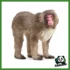WILD - MACACO GIAPPONESE