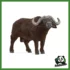 WILD - BUFALO AFRICANO