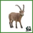 WILD - STAMBECCO