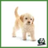 FARM - CUCCIOLO DI GOLDEN RETRIEVER