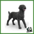 FARM - FEMMINA NERA DI LABRADOR RETRIEVER NERO